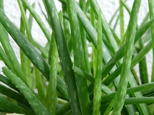 Ktry aloes jest jadalny? - Zdrowy styl ycia czyli jak je zdrowo