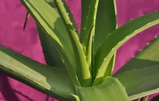 Ktry aloes jest jadalny? - Zdrowy styl ycia czyli jak je zdrowo