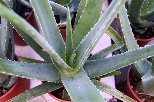 atlantia aloe vera erfahrungen Aloe Vera Feuchtigkeitsgel 250 ml – Jetzt zum Top-Preis kaufen | Atlantia® main image 1