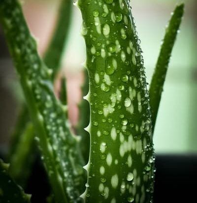 Ktry aloes jest jadalny? - Zdrowy styl ycia czyli jak je zdrowo