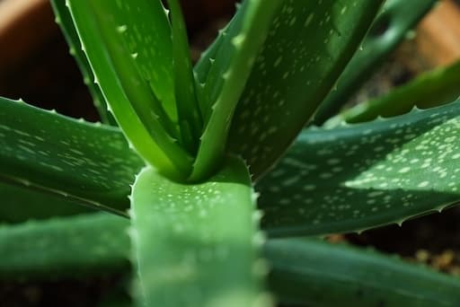 aloe vera durchblutungsfördernd BIO Aloe Vera Öl kaltgepresst 100ml I Das Schutzöl für natürliche Haut –  FLORIA main image 0